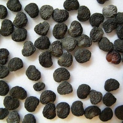 Dhatura Seeds